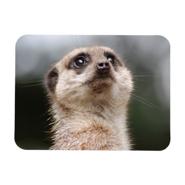 Magnet Premium Meerkat (Horizontal)