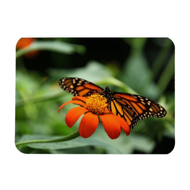 Magnet Premium Monarch Butterfly (Horizontal)