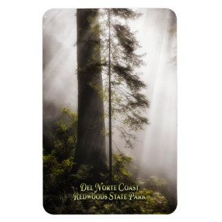 Magnet: Redwood-Bäume, Nebst und Sonnenbäume Magnet
