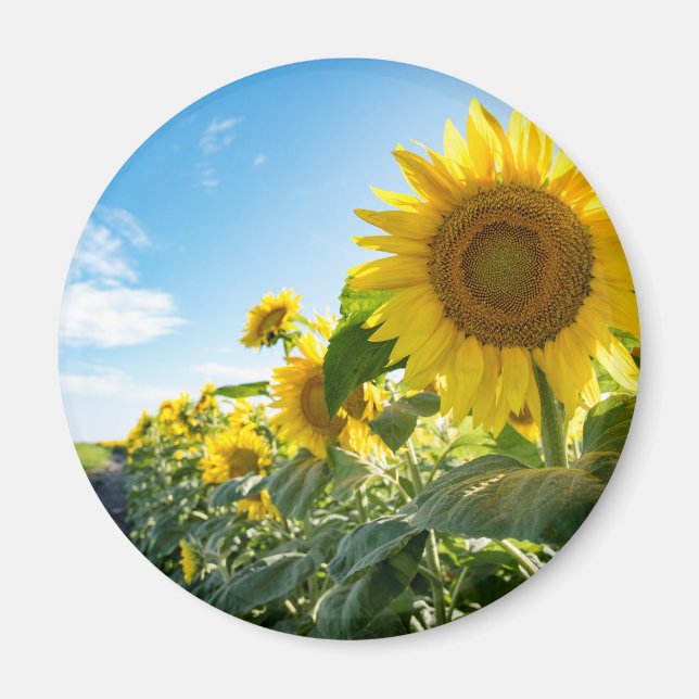 Magnet rond (Devant)