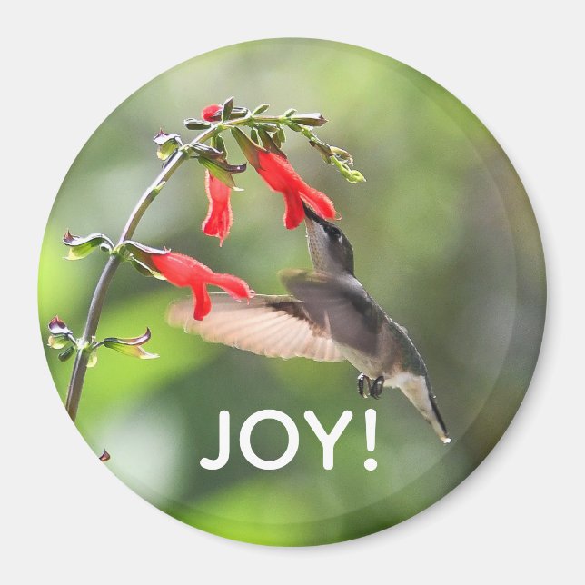 Magnet rond de colibri (Devant)