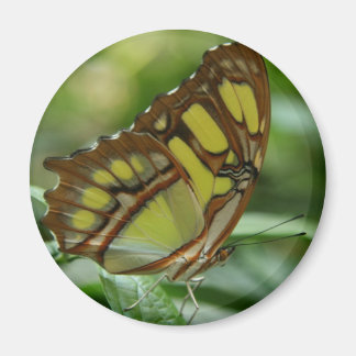 Magnet rond papillon malachite