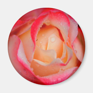 Magnet - Rose rouge et blanche