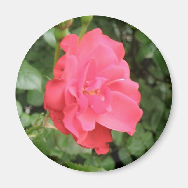 Magnet Rose sauvage (Devant)