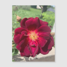 Magnet Rose Velvet
