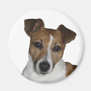 Magnet, rund, Jack Russell Terrier Magnet