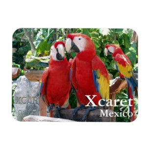 Magnet Scarlet Macaws