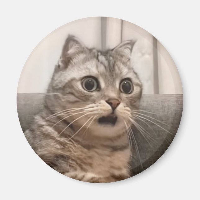 Magnet schockierte Cat Meme (Vorne)