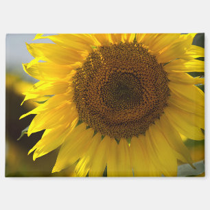 Magnet - Schöne gelbe Sonnenblume Nahaufnahme