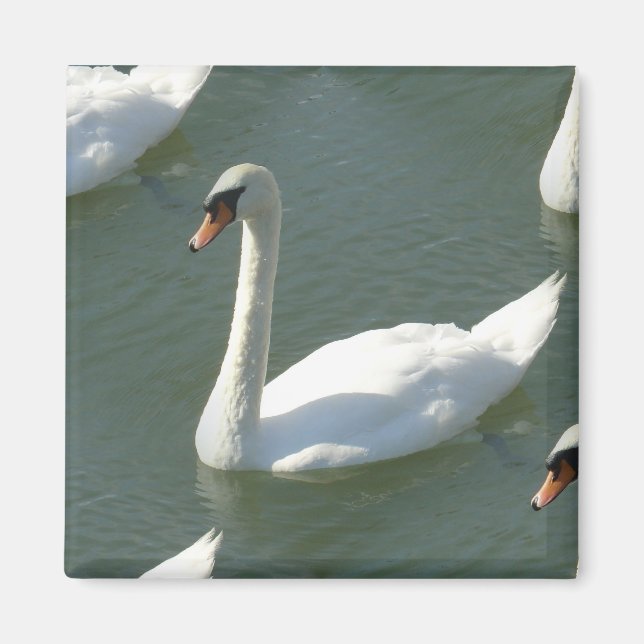 Magnet - Schwäne in Farbe (Vorne)