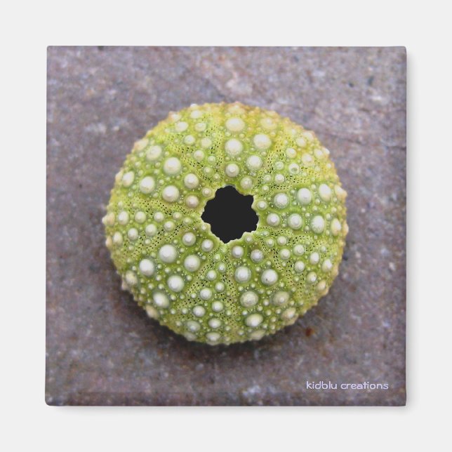 Magnet - Segel (Vorne)