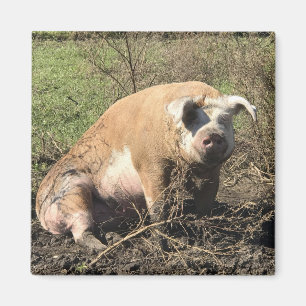 Magnet - Sheila mein großes fettes Schwein