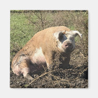 Magnet - Sheila mon gros porc gras