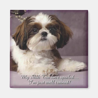 Magnet Shih-Tzu 2