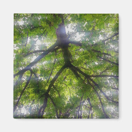 Magnet - Sonnenbäume (Ohio)