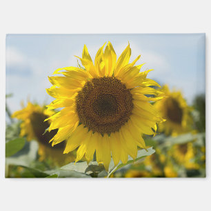 Magnet - Sonnenblume auf dem Feld