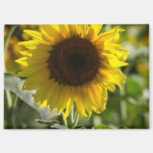 Magnet - Sonnenblume isoliert auf dem Feld