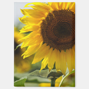 Magnet - Sonnenblume Sommer Vibranz