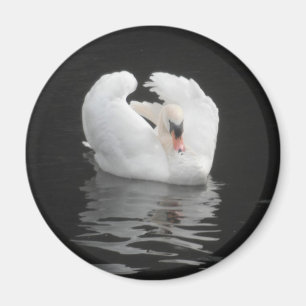 Magnet Swan Schwimmen, I Liebe Swans