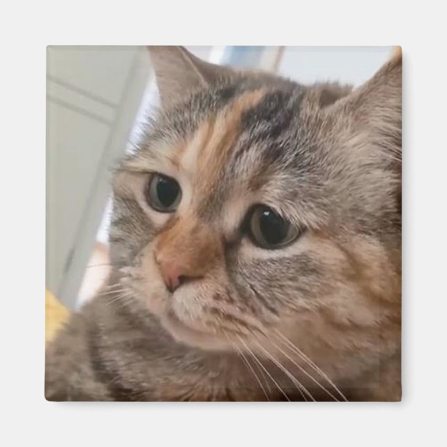 Magnet Talking Cats Meme (Vorne)