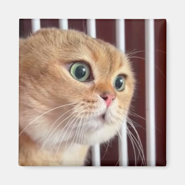 Magnet Talking Cats mème (Devant)