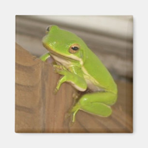 Magnet TreeFrog1