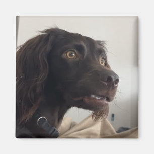 Magnet Verwirrte Dog Meme