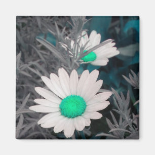 Magnet "White Daisy" (w Green)