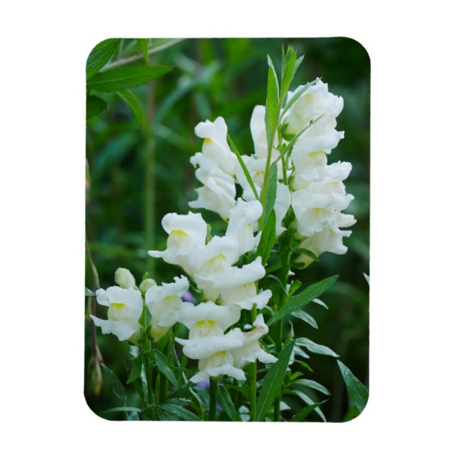 Magnet "White Snapdragon Blume" (Vertikal)