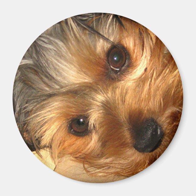 Magnet York Eyes (Devant)