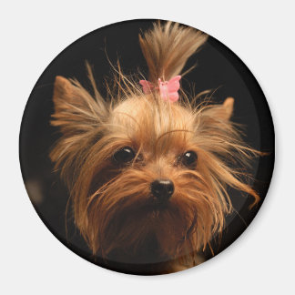 Magnet Yorkshire Terrier
