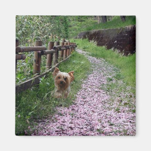 Magnet Yorkshires Terrier