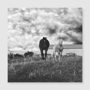 Magnétique Black White Horse Greeting Photographie, carte