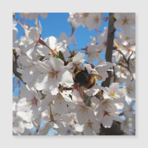 Magnétique Bumblebee sur fleur de cerisier sauvage, carte mag