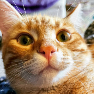 Magnétique Carte d'anniversaire de chat amusant