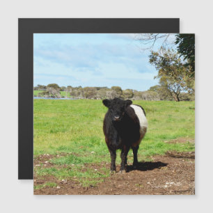 Magnétique Vache Galloway Femme Dans Le Pays, Carte Magnétiqu
