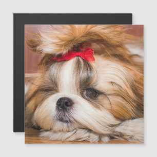 Magnétique Votre chien de chien chiot photo cadeau carte magn