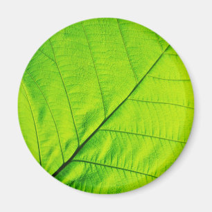 Magnets à feuilles vertes