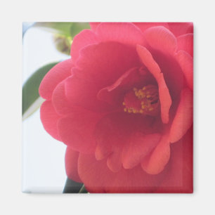 Magnets de la Rose rouge