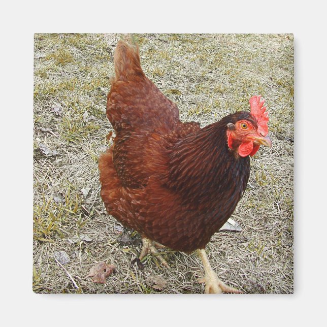 Magnets de poulet (Devant)