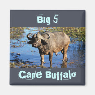 Magnets de safari de Buffalo de cap grand 5