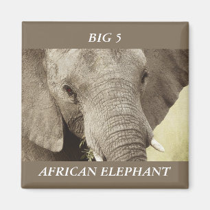 Magnets de safari faune d'éléphants africains