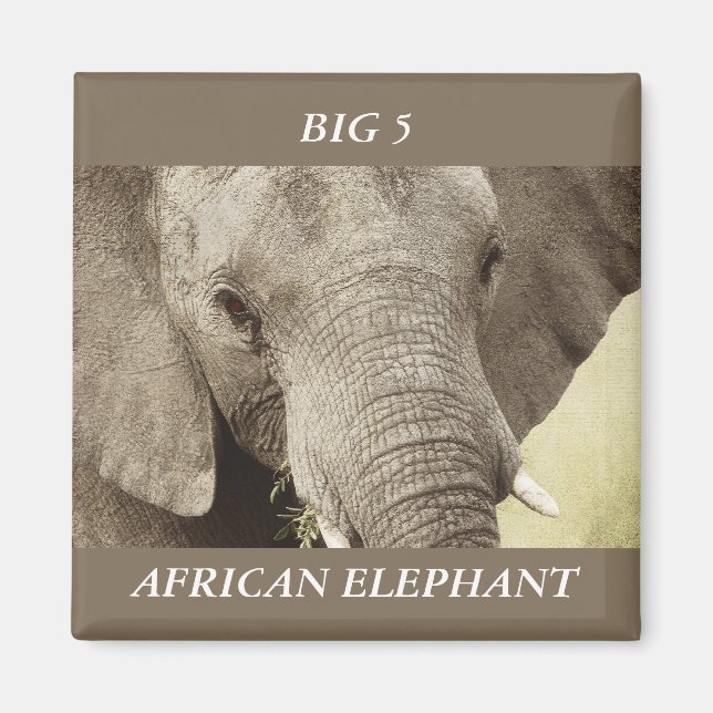 Magnets de safari faune d'éléphants africains (Devant)