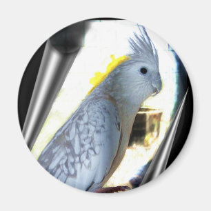 Magnets de tiroirs WF