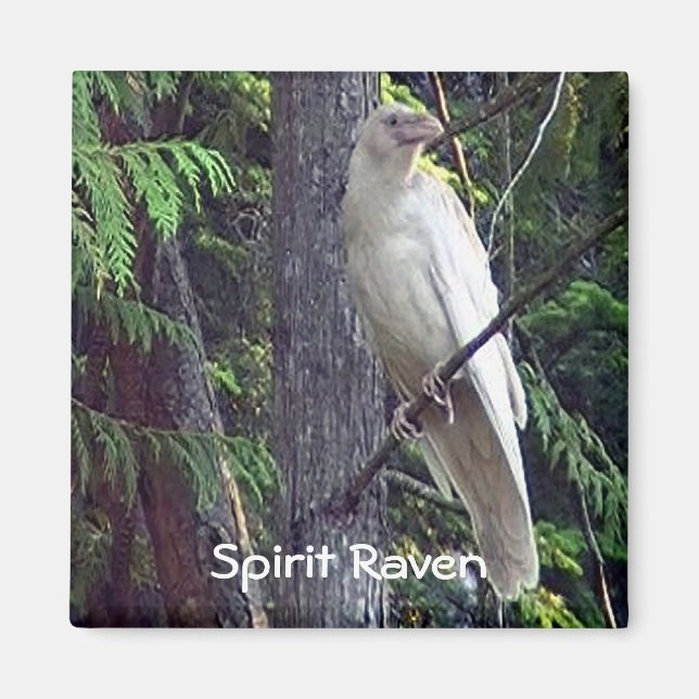 Magnets du Corbeau blanc (Devant)