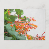 "Magnifica" Honeysuckle