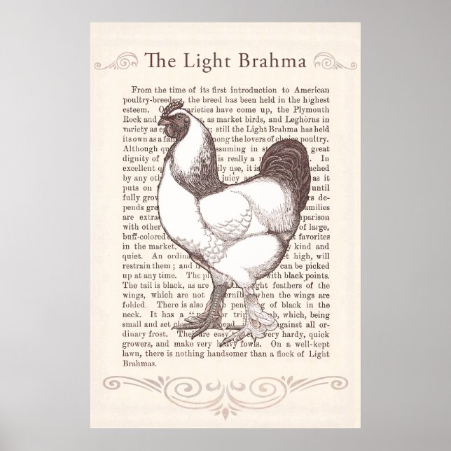 Magnificent Light Brahma Rooster Landküche Poster (Vorne)