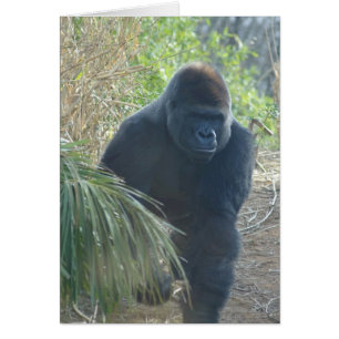 Magnificent Mountain Gorilla