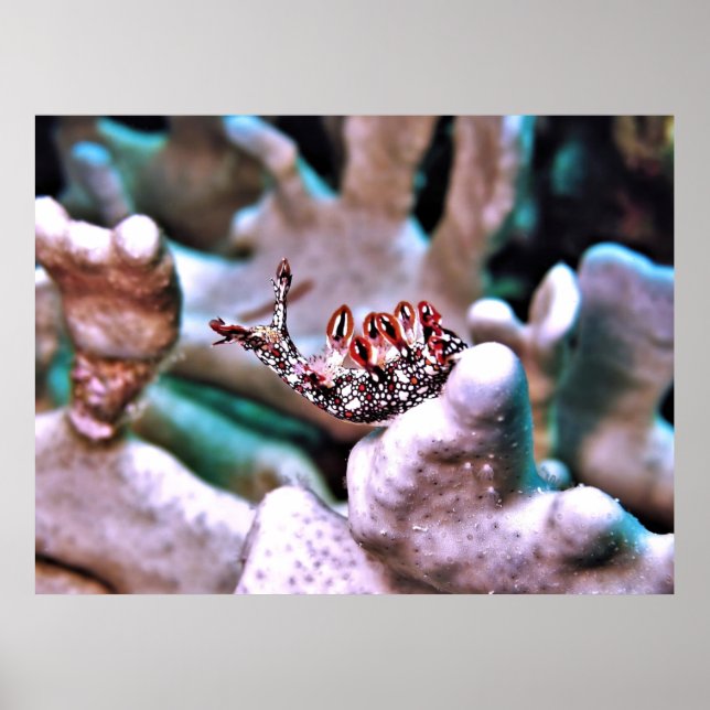 Magnificent Nudi Poster (Vorne)