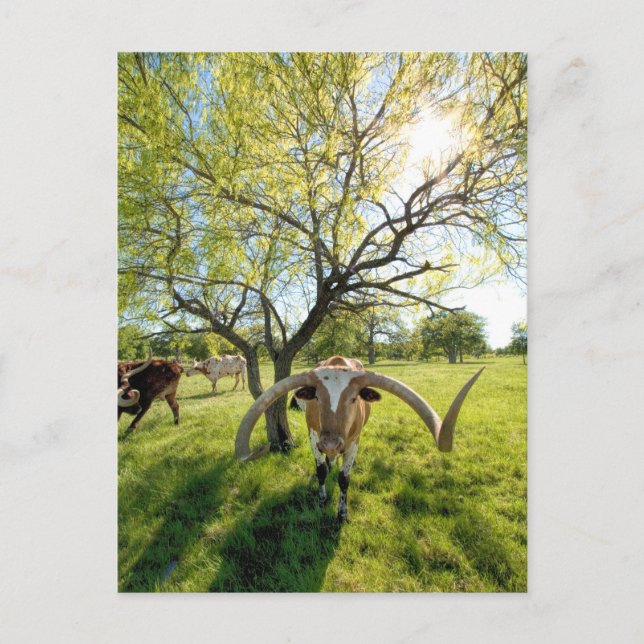 Magnificent Texas Longhorn Steer Postkarte (Vorderseite)